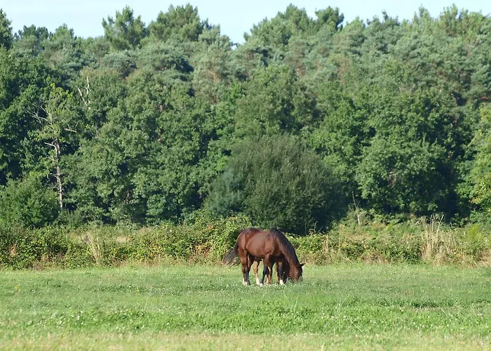 فندق مبيت وإفطار Au Parc Aux Lievres لا فْلوش
